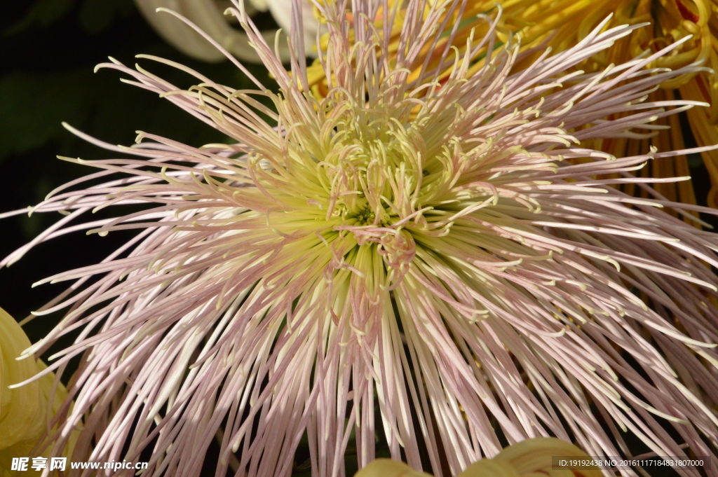 菊花