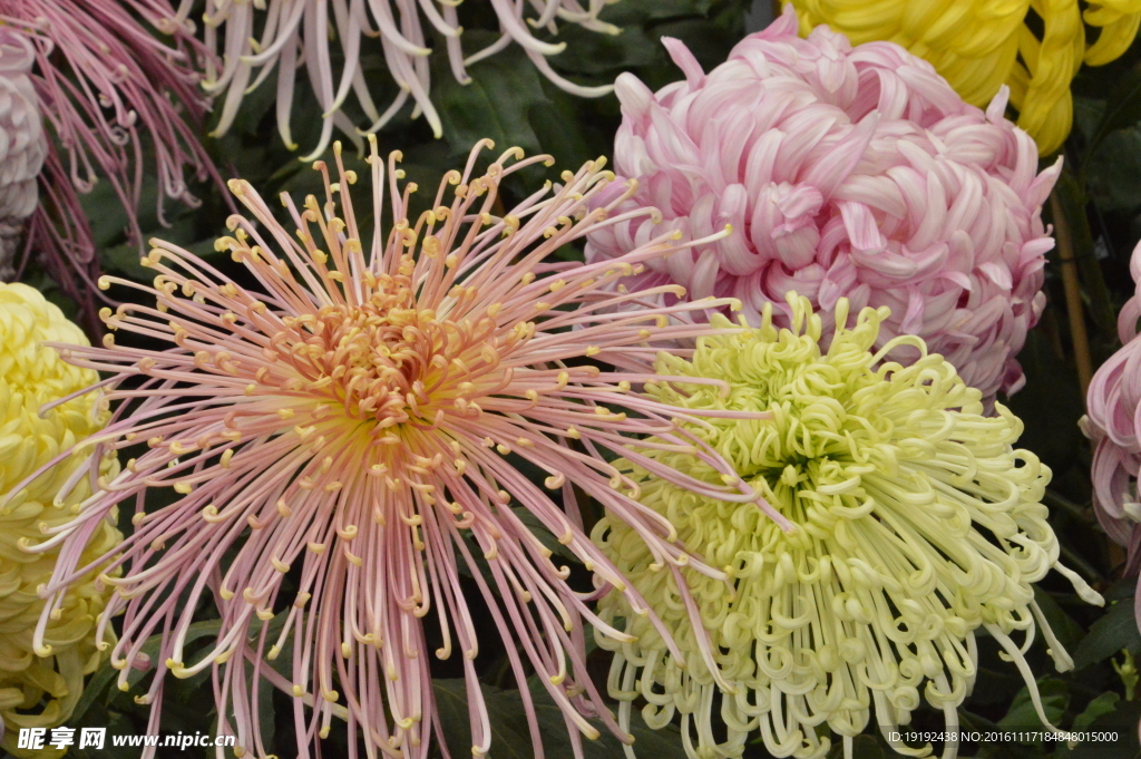 菊花