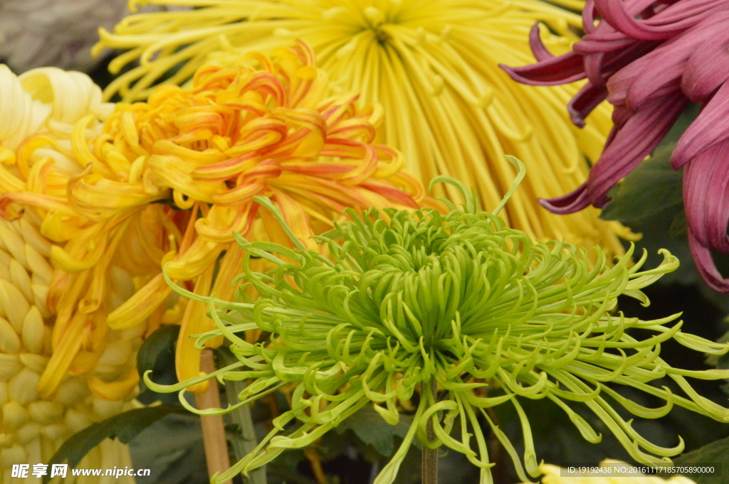 菊花