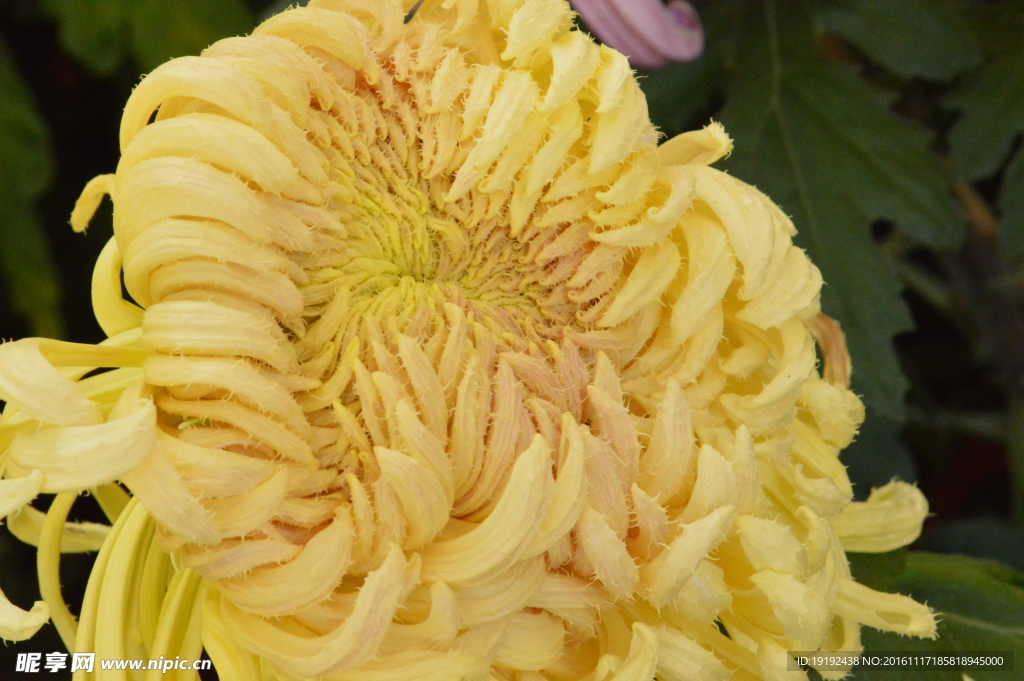 菊花
