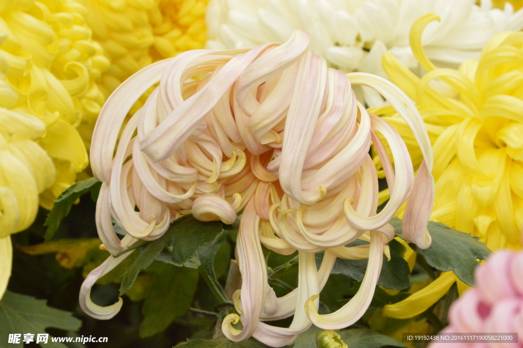 菊花