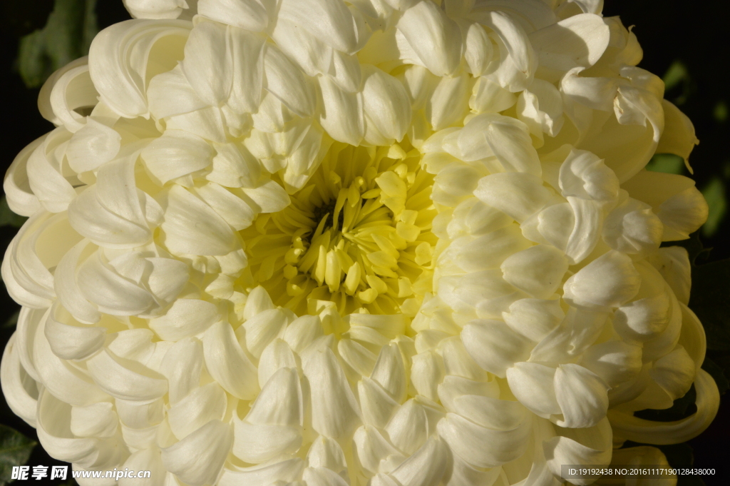 菊花