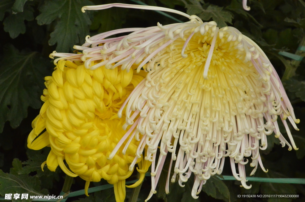 菊花