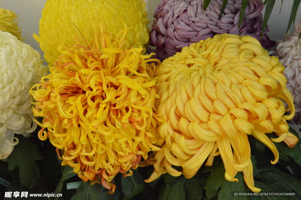 菊花