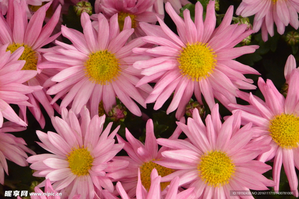 菊花