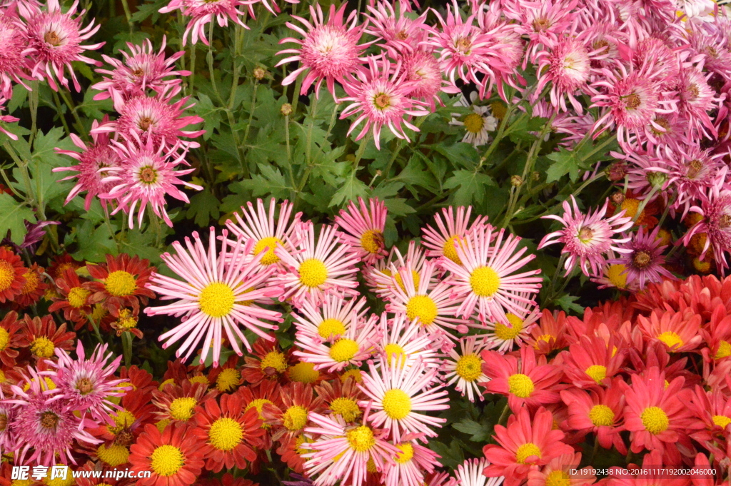 菊花