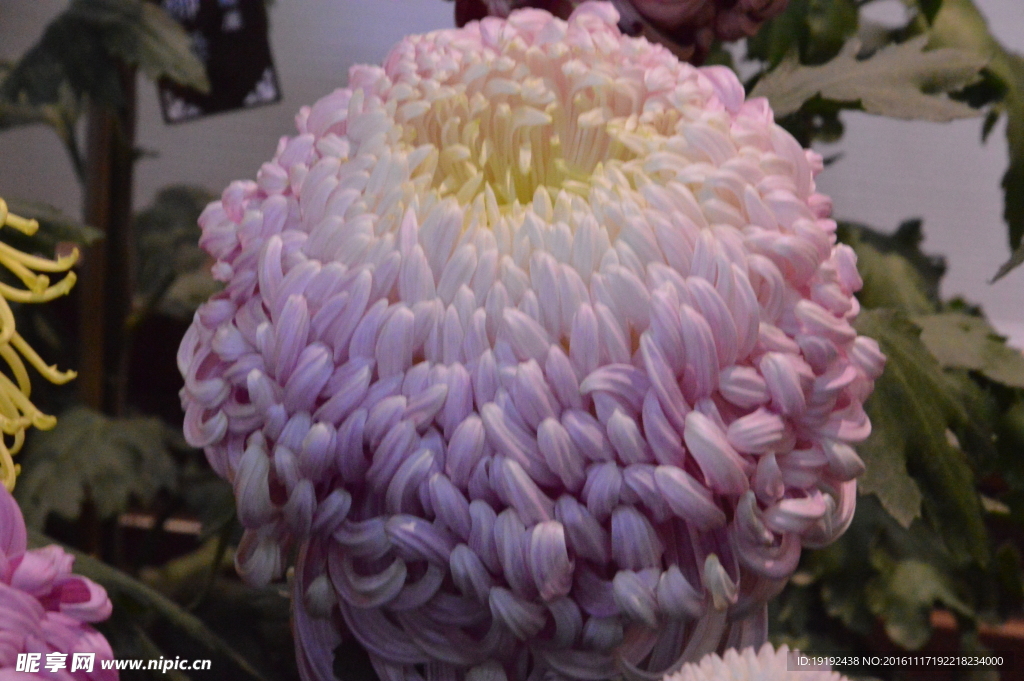 菊花