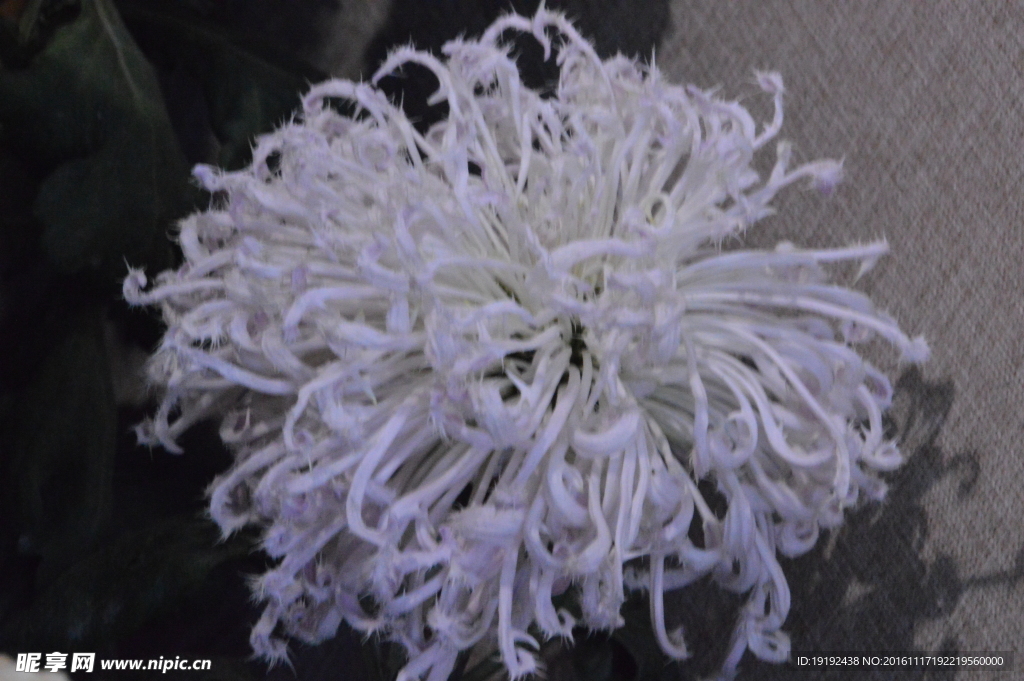菊花