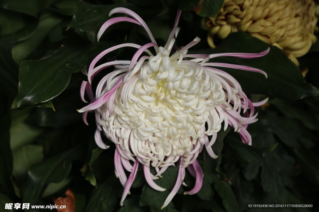 菊花