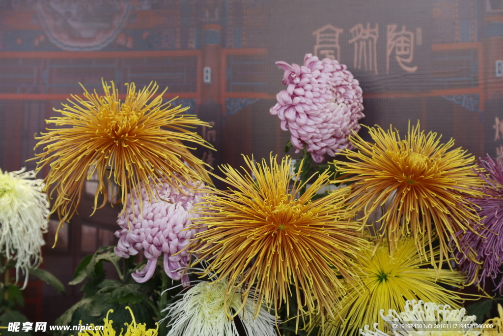 菊花