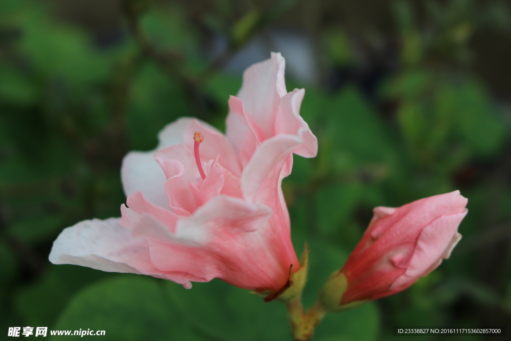 杜鹃花