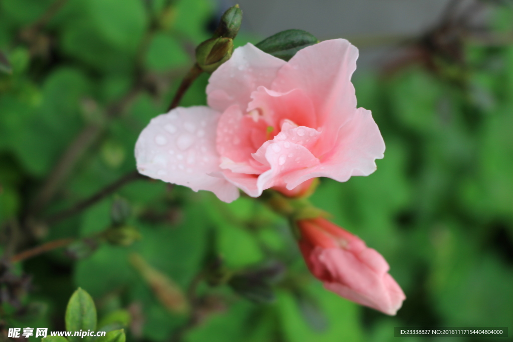 杜鹃花