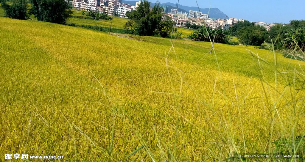 金色田野 延时摄影