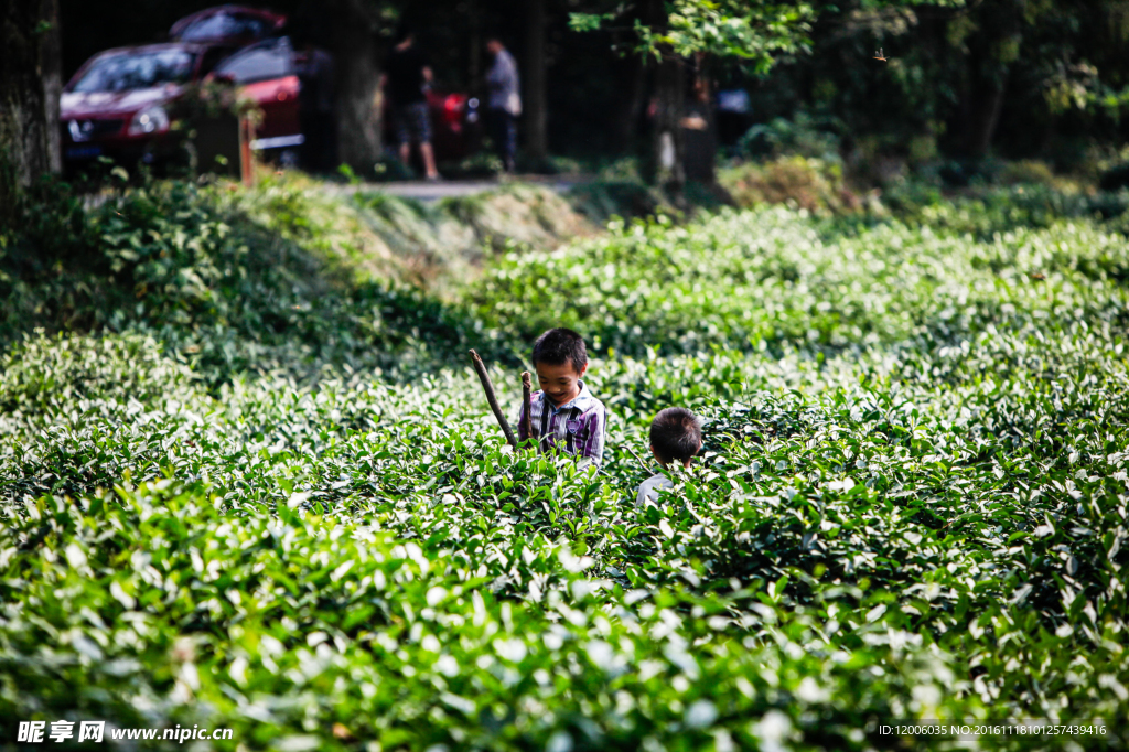 茶园里的小孩
