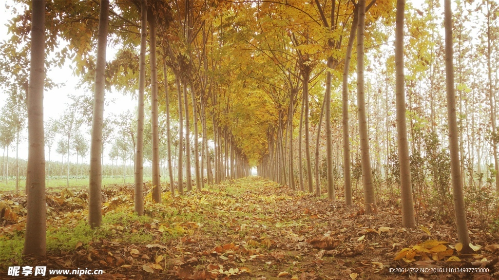 美丽的丛林地带