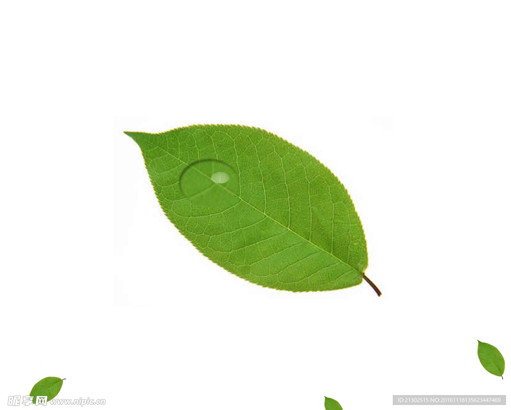 树叶露珠