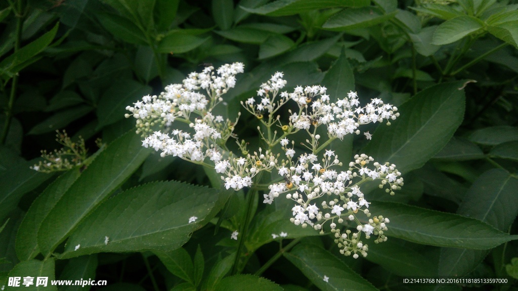 兰花草