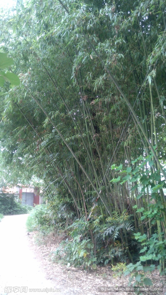 竹子