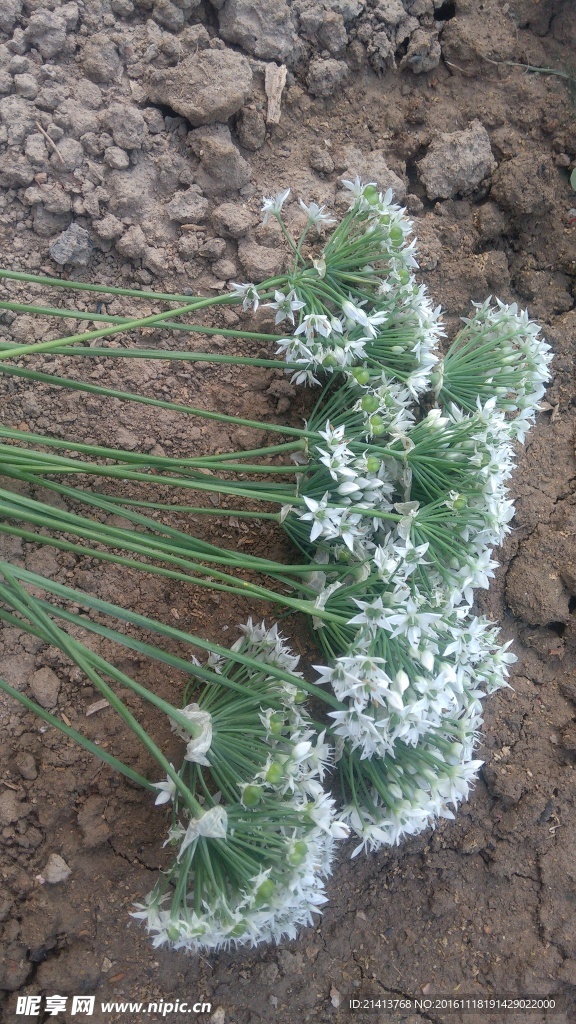 香葱花