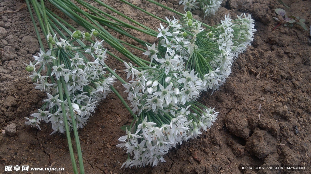 香葱花