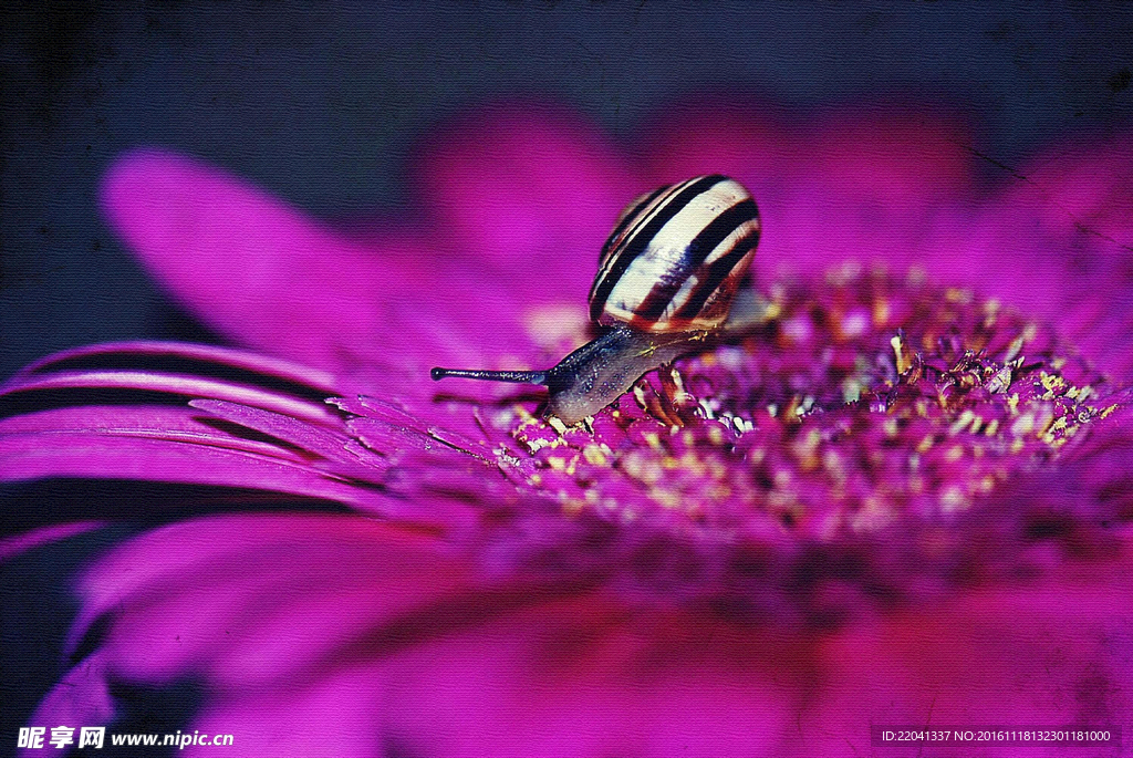 蜗牛