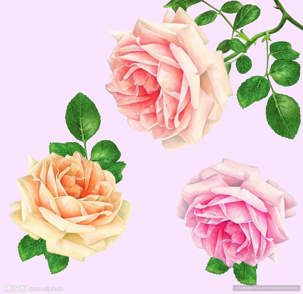 手绘花卉