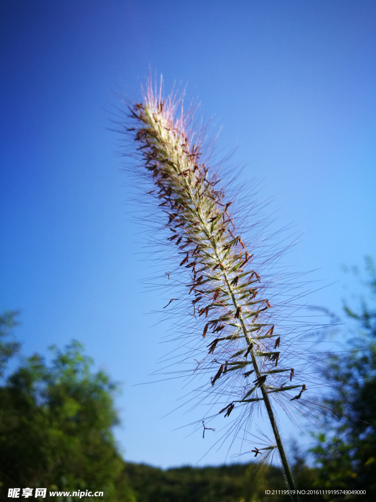 狗尾草高清下载