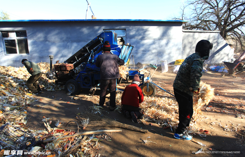 机械打玉米