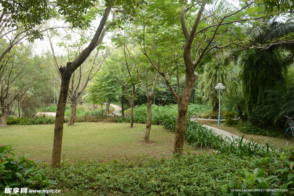 草地树林