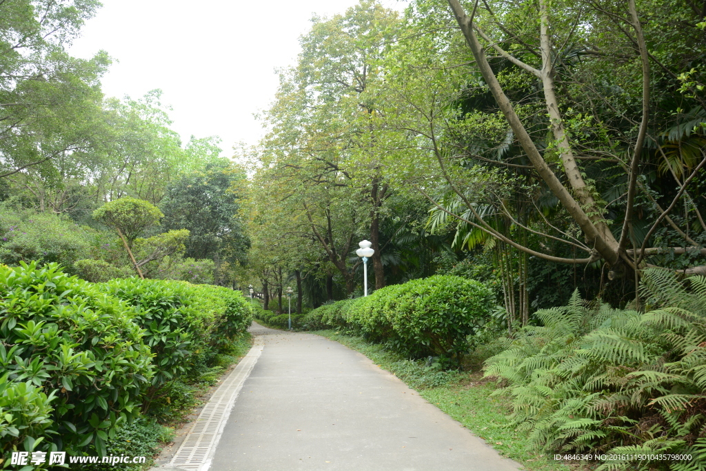 树林小路