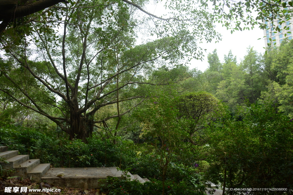 树林小路