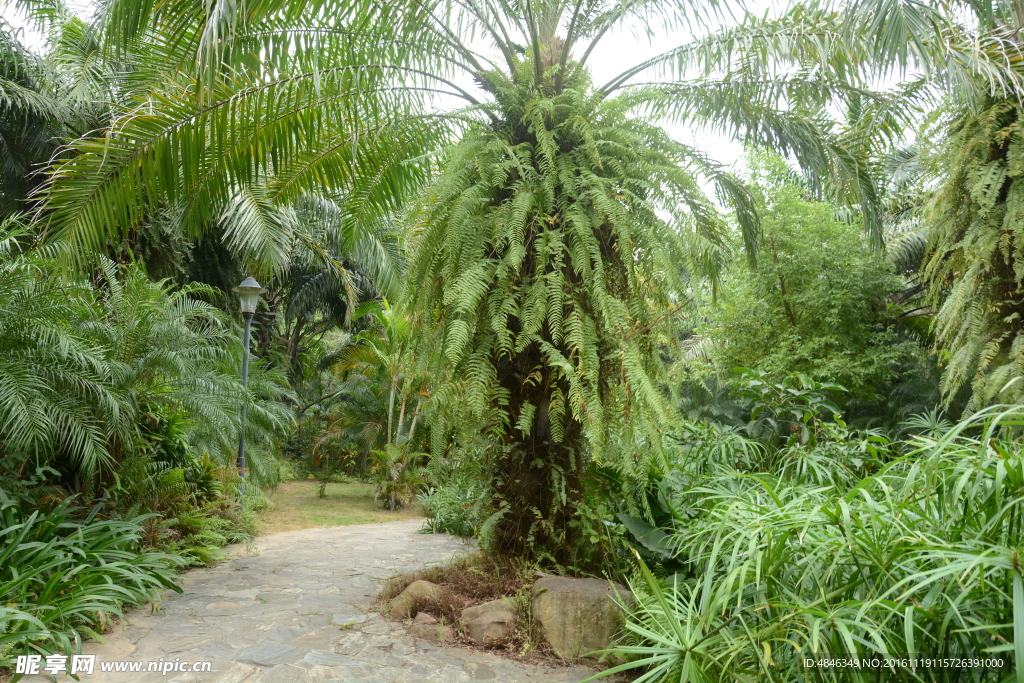 绿色树林小路