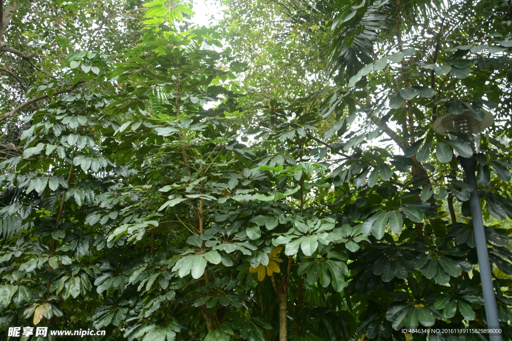 绿色 树林