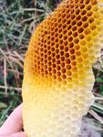 野生蜂巢