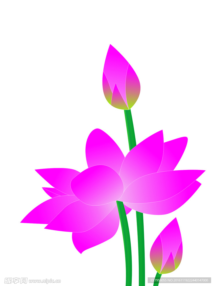 荷花