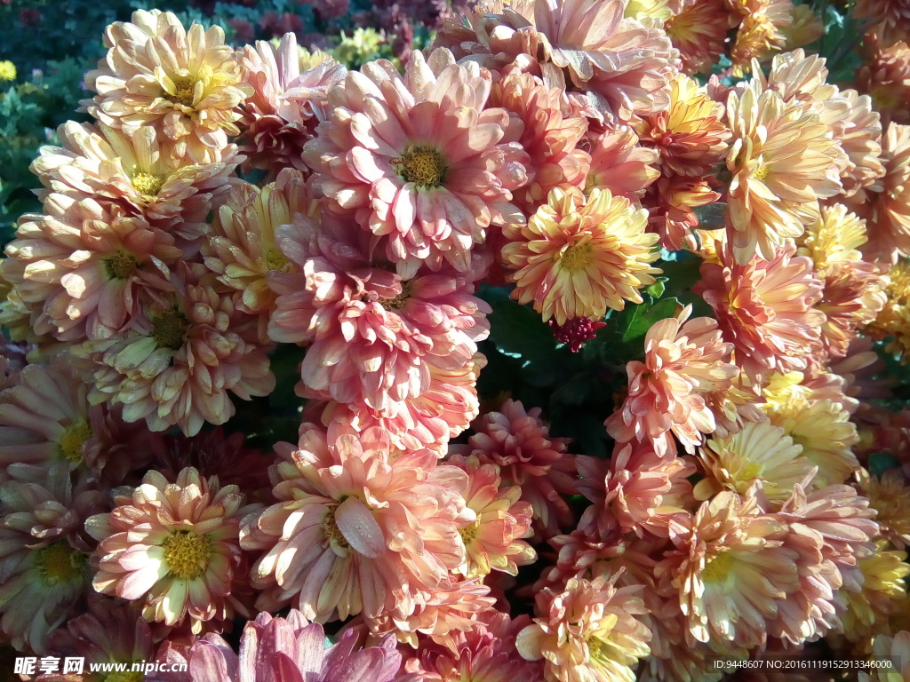 小雏菊