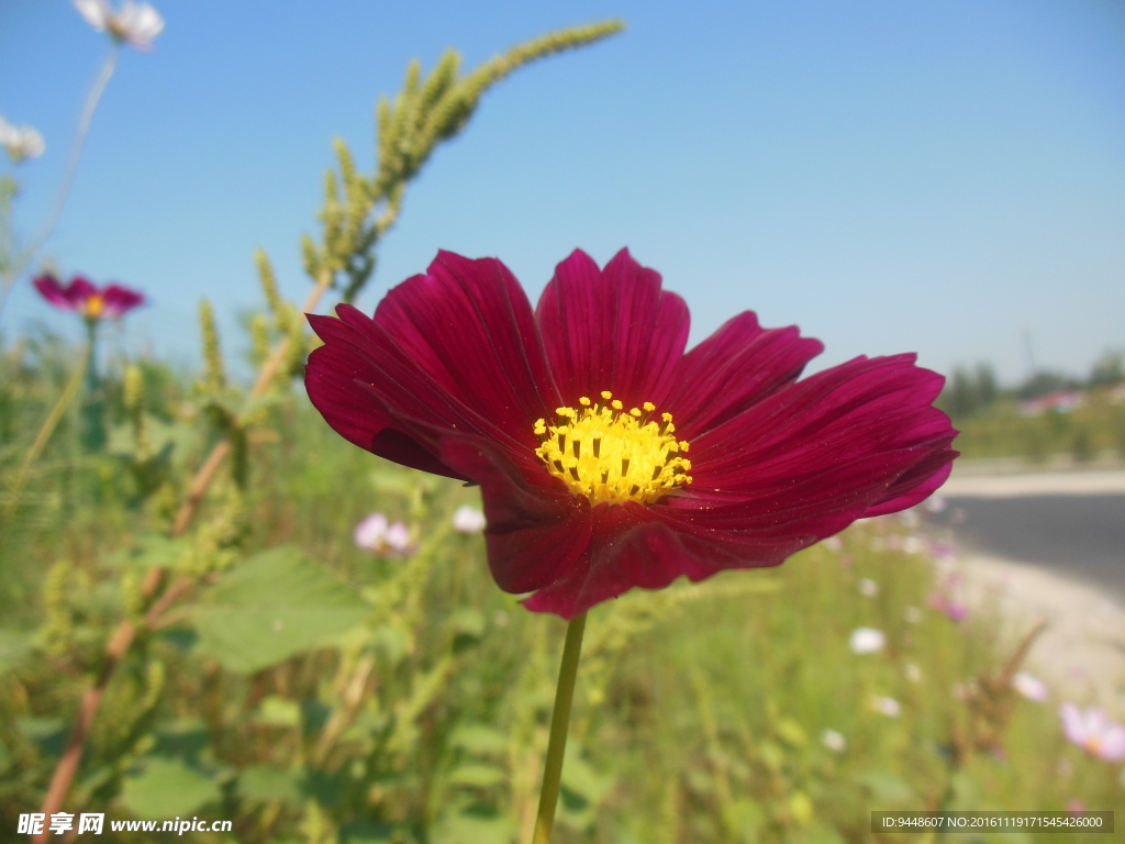 格桑花