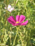 格桑花