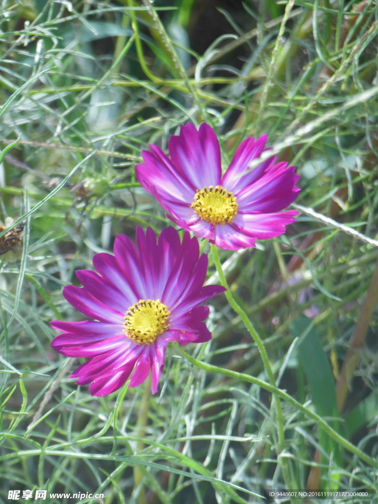 格桑花