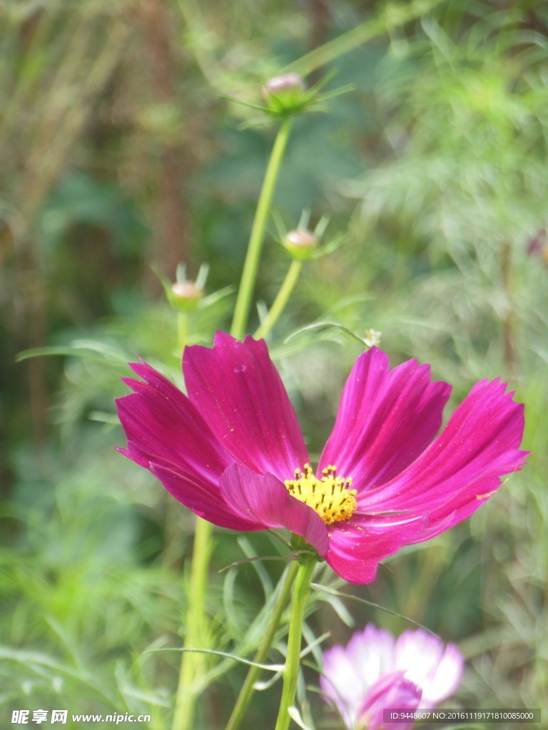 格桑花