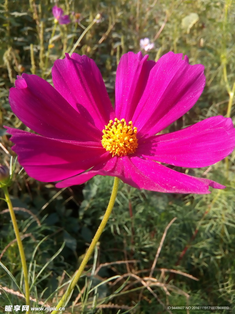 格桑花