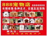 宠物图片大全