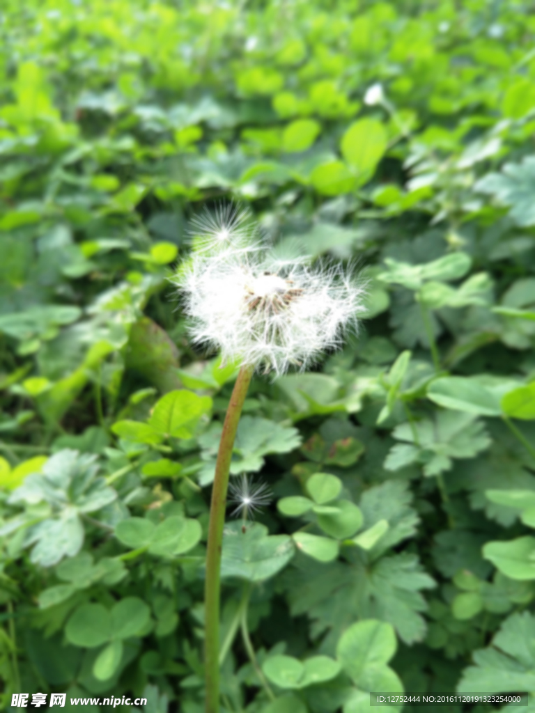 蒲公英