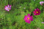花花草草