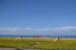 青海湖油菜花