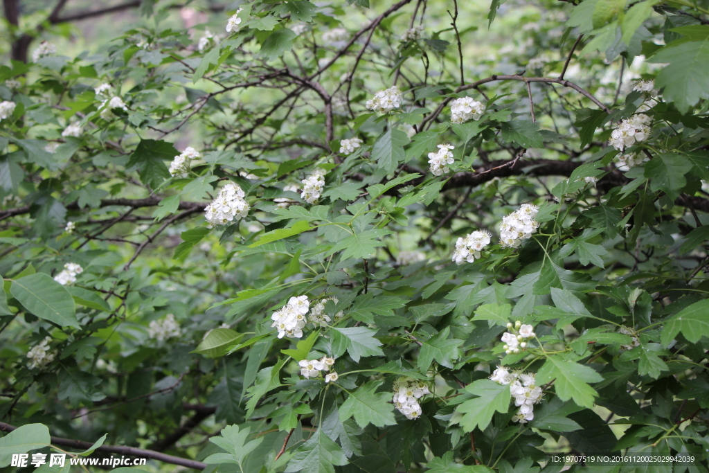 山楂花