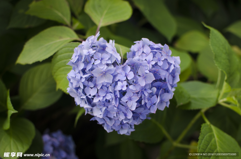 花