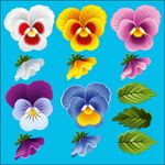 精美花框