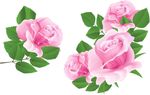 玫瑰花