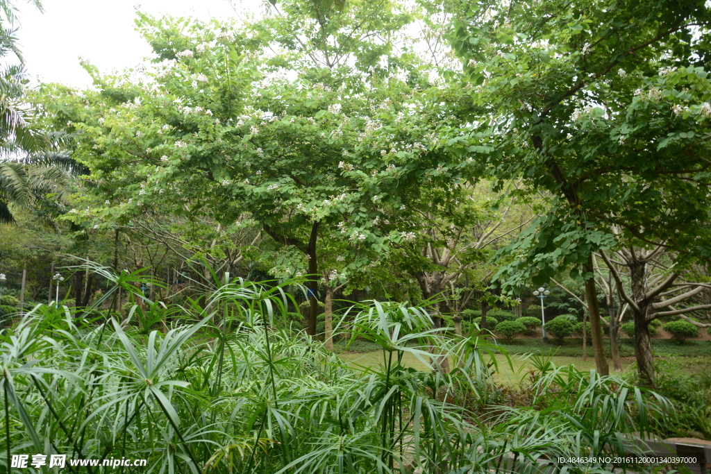 绿色树林